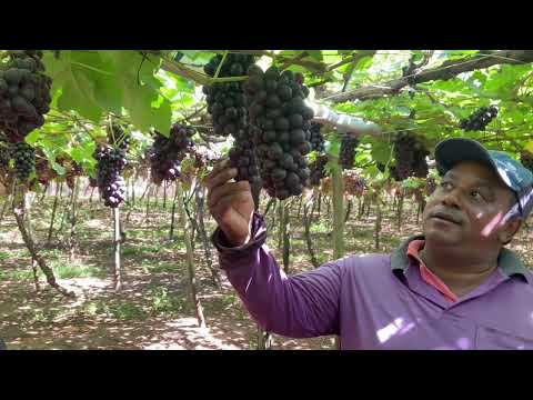 🍇 Recanto das Uvas – Produção de Uva e Turismo Rural em Urânia (SP) 🍇