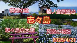 志々島の天空の花畑へ行ってみた✿✨　#志々島　#天空の花畑　#yamap mizuka #志々島の大楠　