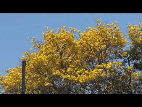 Tempo quente e seco em Teresina faz ipeÌ‚s florarem mais cedo 28 08 2021