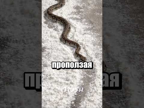 Как найти сбежавшую змею