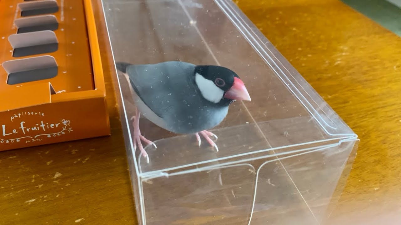 クリアケースから出たくない文鳥