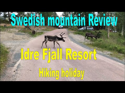Review Sweden Mountains Idre Fjall Resort Hiking summer Holiday. Wild(ish) Reindeers in Idre Fjäll