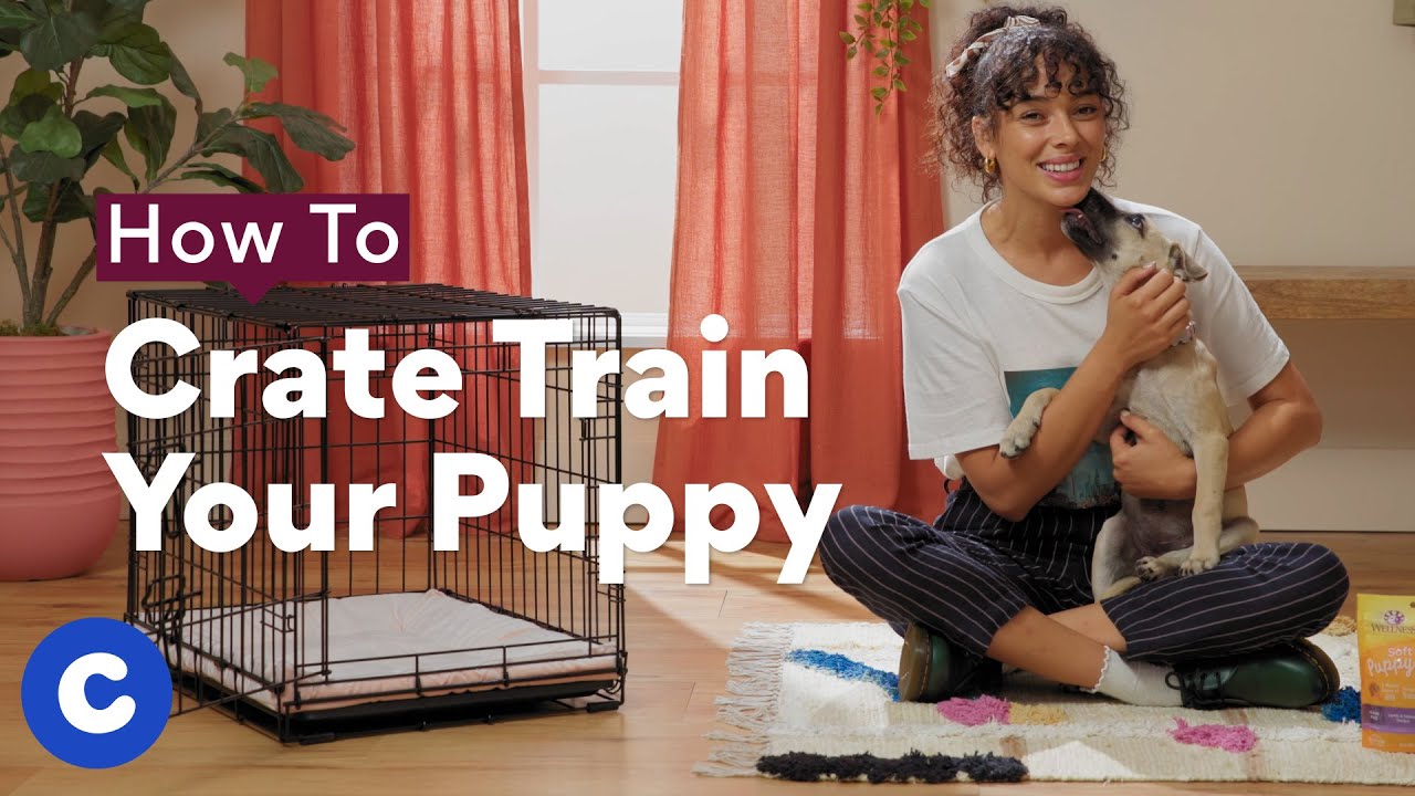 How to Teach a Dog to Stay StepbyStep BeChewy