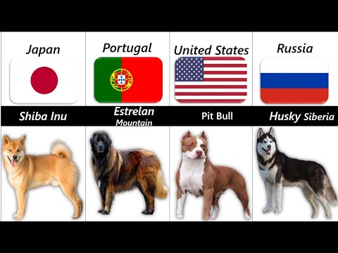 Dog Breeds From Different Countries.
