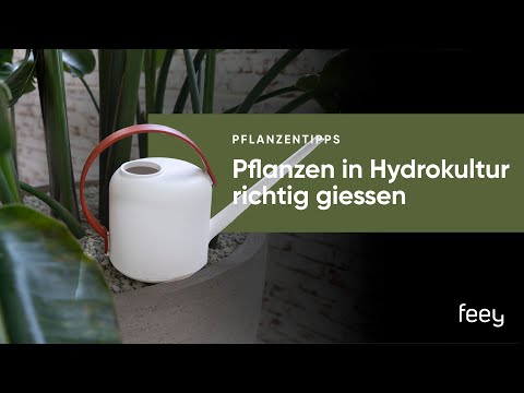 Hydrokultur (Blähton, Leca, Vulkastrat): Pflanzen mit Wasserstandsanzeige richtig giessen | feey 🌱