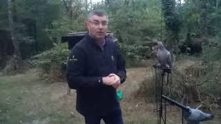 Astuces sur glaneur pour pigeon.