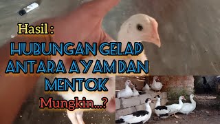 Download lagu hasil persilangan antara ayam dan entok,mungkin...? mp3