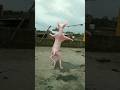 Patali Kamariya Coversong Entertainment Bollywood Song Youtubeshorts