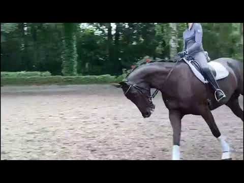 Oldenburger Stute von For Romance und De Niro zu verkaufen