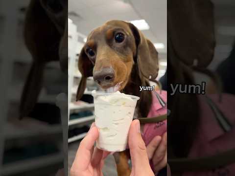 If you see the signs please take them down, he has a new owner! #dog #lost #bestfriend