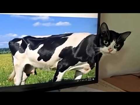 You Laugh, You Lose! 🤣 Funny Cat Videos 2026 😹 Part 124