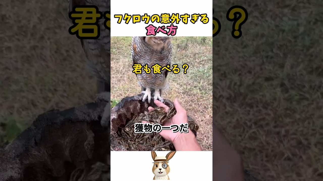 フクロウの衝撃的な食べ方