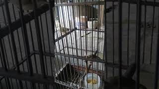 Download lagu anakan prenjak lumut belajar bunyi mp3