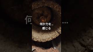 まるで土を被ったかのようなこの換気扇は驚きのお風呂場。ハウスクリーニングの日常なのかな？
