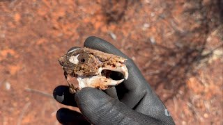 Unusual Finds Whilst Prospecting, Credo Station…Western Australia