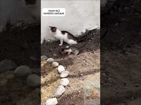 animales divertidos #gatos #perros #funny