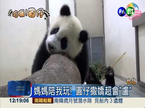 圓仔頭好壯壯! 緊黏圓圓愛撒嬌