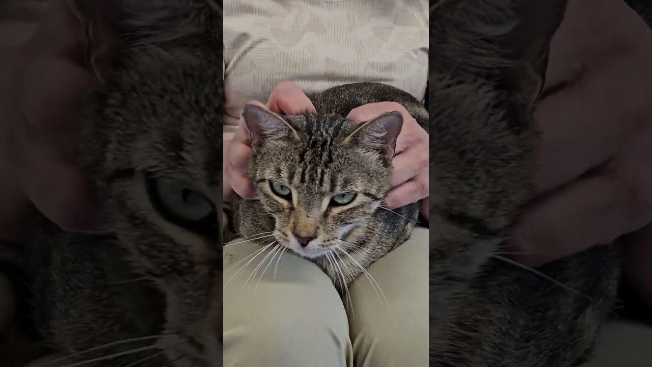 Enlarge Fudge, a Adoptable Domestic Short Hair in Harrison, NY video 2/6