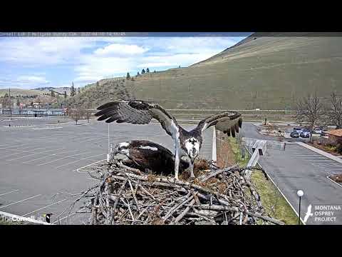 Louis' second visit, 4/10/20 - Hellgate osprey cam