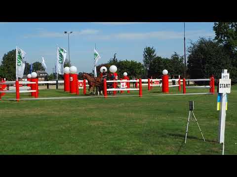 Fahrturnier Ostenfelde 15.8.2021