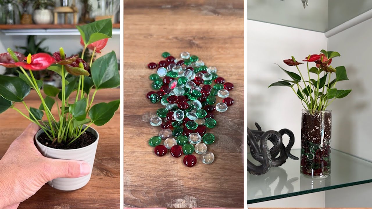 How to create self-watering vase for tiny plant | Best of MonstroFarm