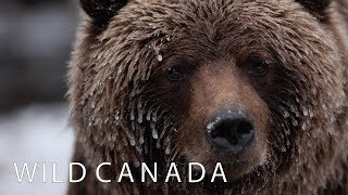 Wild Canada | Coming to CBC Docs