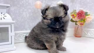 ハーフ犬の動画01