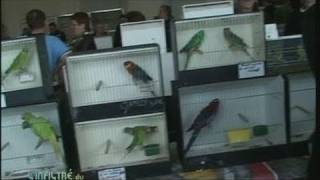 La Bourse aux oiseaux de Grand-Lucé