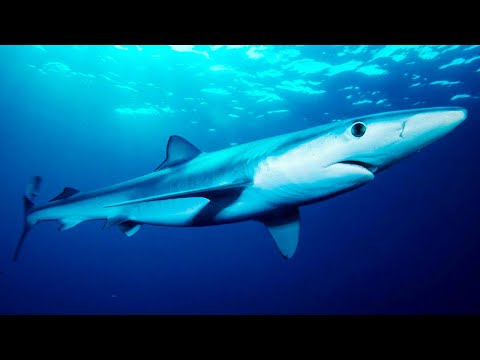 Facts - Blue Shark