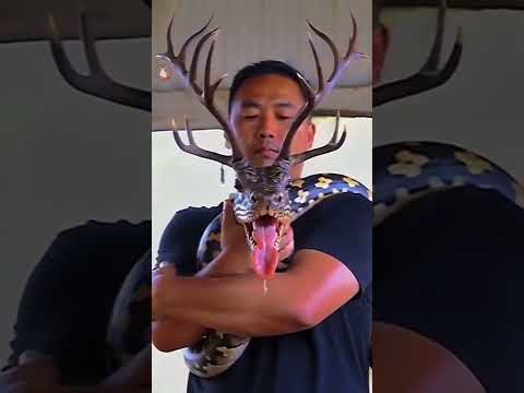 Ebudhou Pakhangba video🙏| Manipur ancestors #manipuris #explore #manipuri