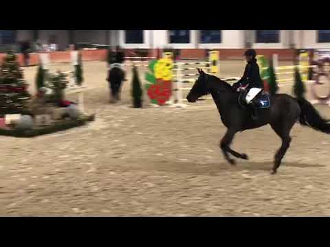 Villena (Elvaro x Vigaro) 2020/11/21 HZR Dąbrówka Mała - 100 cm I SPRZEDANA / SOLD