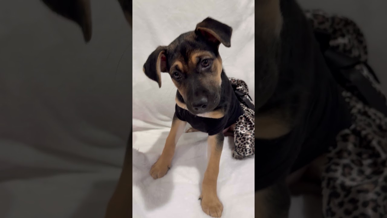 Enlarge Emma, an adopted mixed breed in Chicago, IL video 6/6
