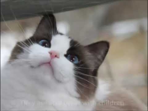 Ragdoll