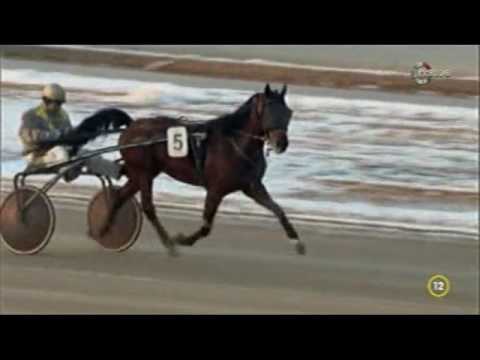 Lósport: Ügető futamok a Kincsem Parkból