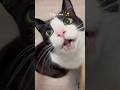 Hungry Tuxedo Cat Asmr
