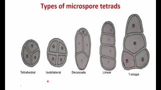 Sexual Reproduction in Flowering Plants 2