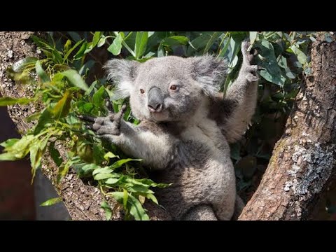 Dokumentarfilm über das Koala-Tier 🐨
