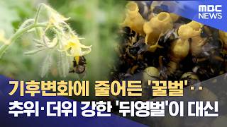꿀벌 대신 '뒤영벌'‥ 스마트 기술로 대량 생산 (2026.04.09/뉴스데스크/안동MBC)