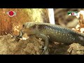 Nature And Life Episode 260 Ramsagar Altadighi National Park