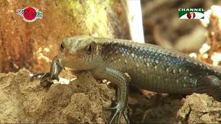 Nature and Life - Episode 260 (Ramsagar & Altadighi National Park)