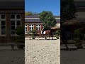 Caballo castrado Pura Sangre En venta 2015 Bayo por Elusive City