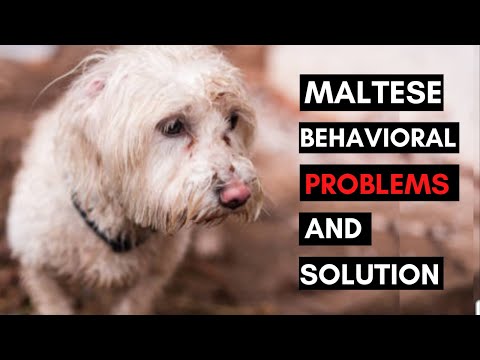 7 Common Behavioral Problems in Maltese Dog and How to Deal with them