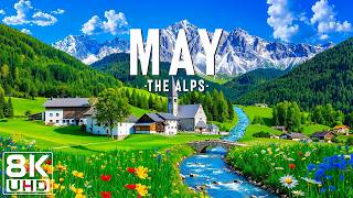 The Alps in May 8K 🌿 Spring Paradise of Snowy Peaks, Green Valleys & Wildflowers