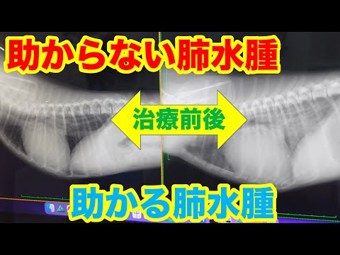 犬の肺水腫:予後と治療