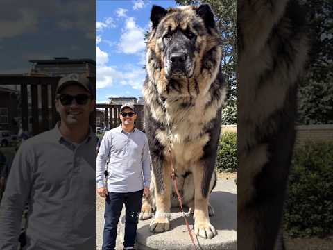 Pitbull not scary 🐕 | big dogs video | bulldog | pitbull | dogs video | dog dog | #shorts