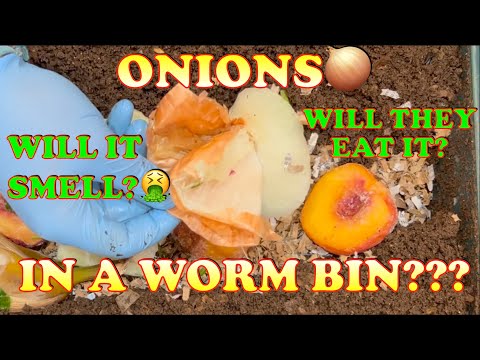 Should You Put Onions In A Worm Bin? | Vermicompost Worm Farm