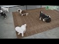 Mini Sheepadoodle dogs for sale: Chloe - Video 1