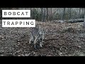 Bobcat Trapping 101