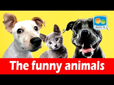 Learn Names of Pets for Kids | Pet Animal Names and Sounds for Children | Kutty TV Global