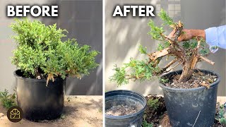 How to Turn a Juniper Garden Hedge into a Bonsai in JUST 2 YEARS!